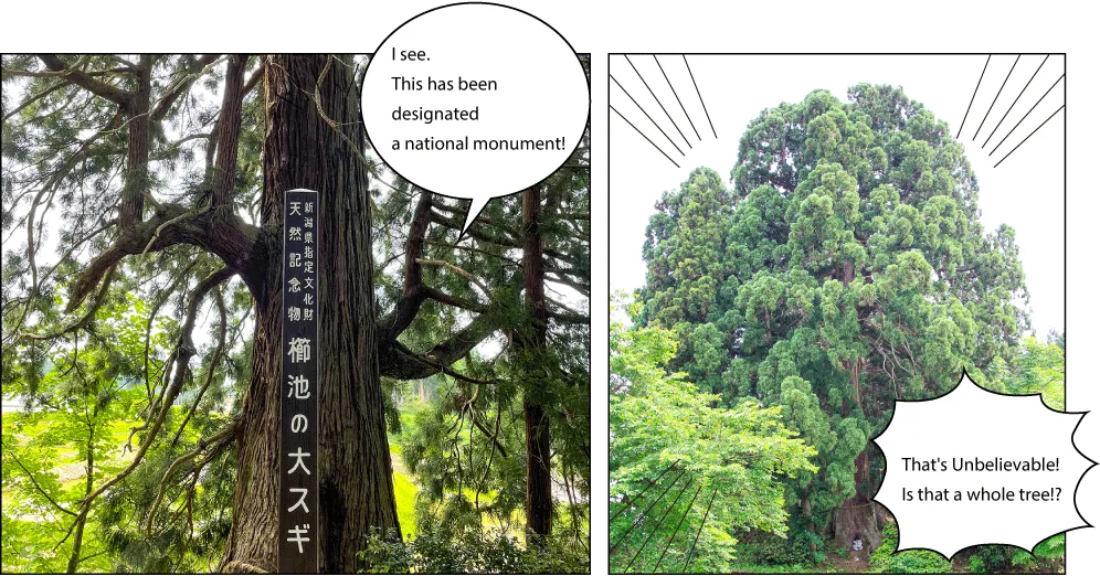 櫛池の大杉