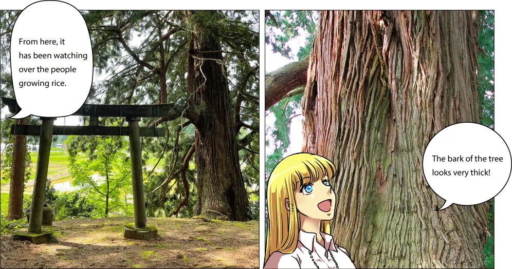 櫛池の大杉