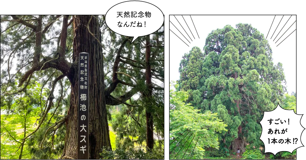 櫛池の大杉