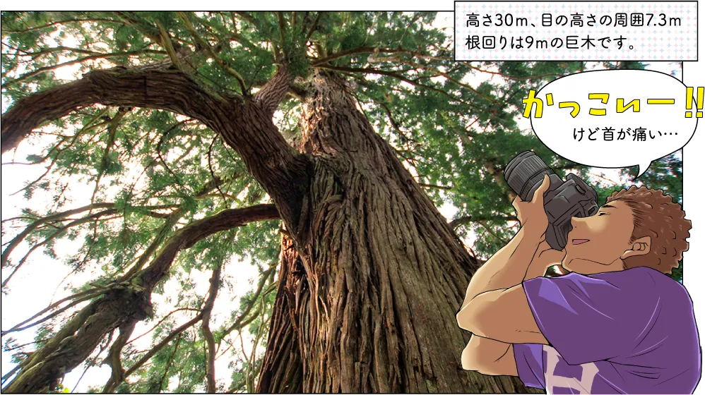 櫛池の大杉