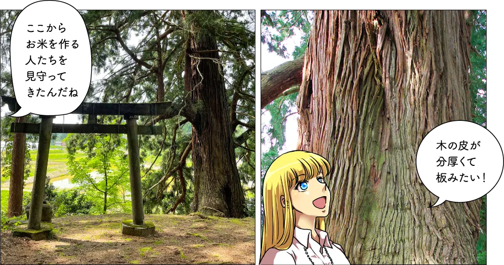 櫛池の大杉