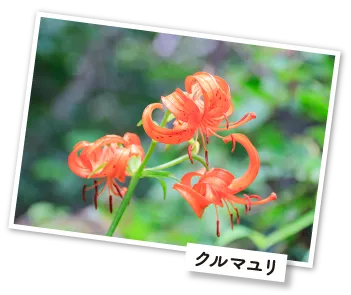 米山