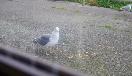 おかきん