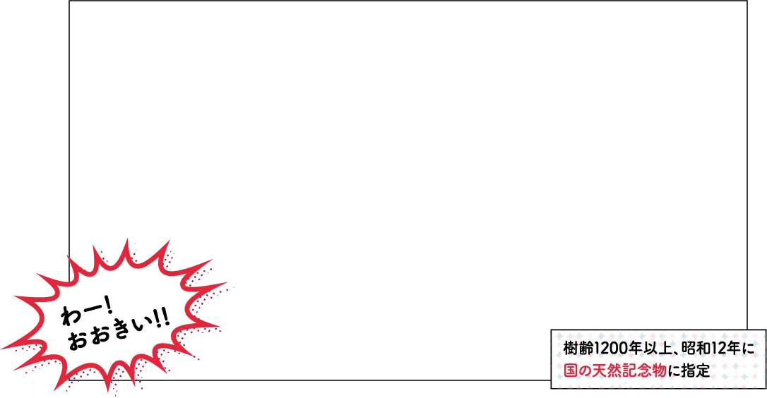 虫川の大スギ