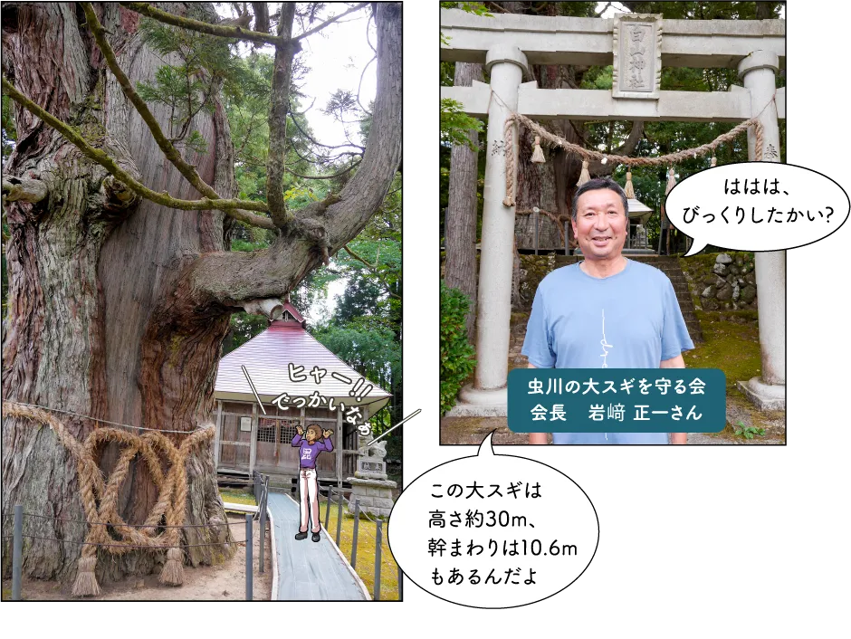虫川の大スギ