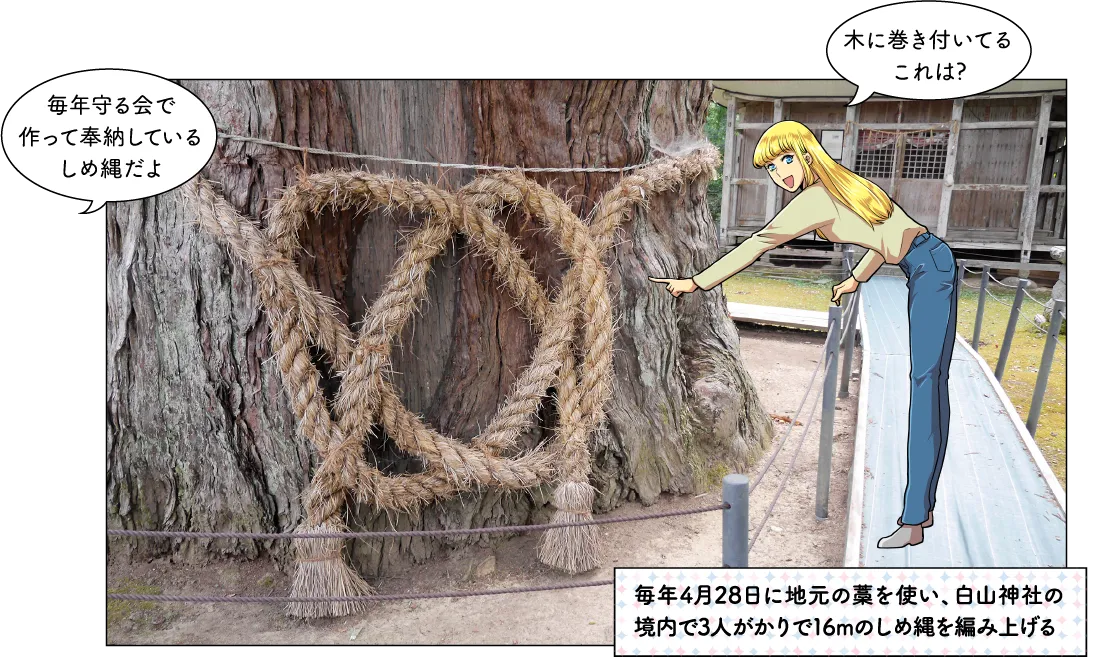 虫川の大スギ