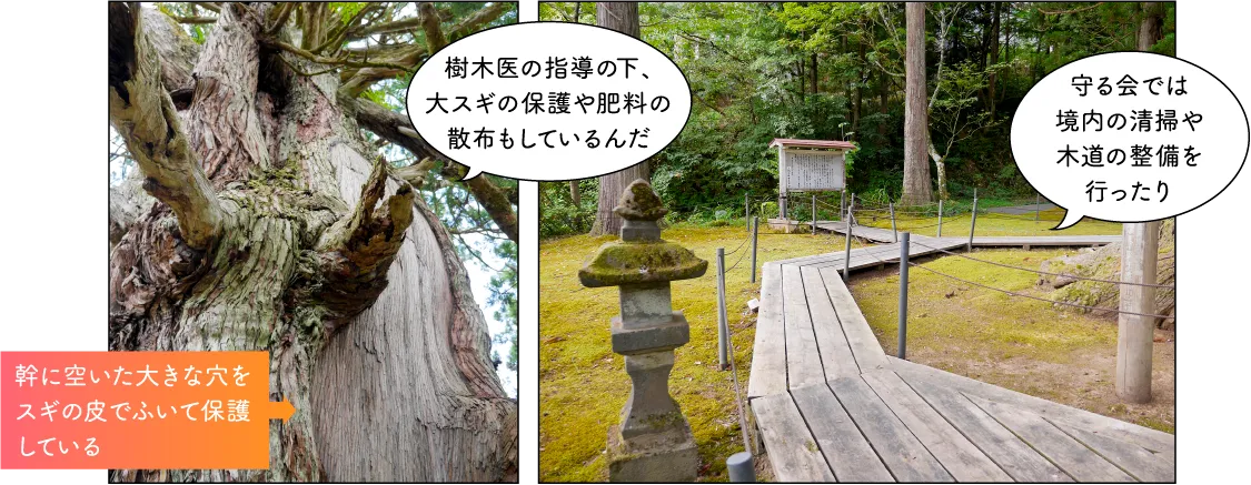 虫川の大スギ