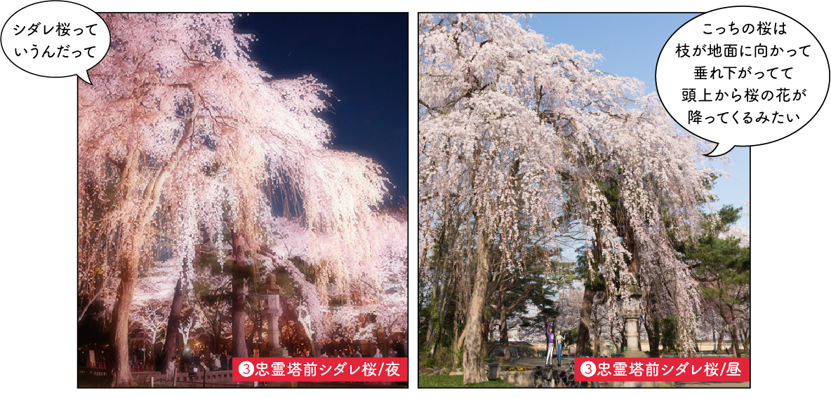 観桜会の見どころ
