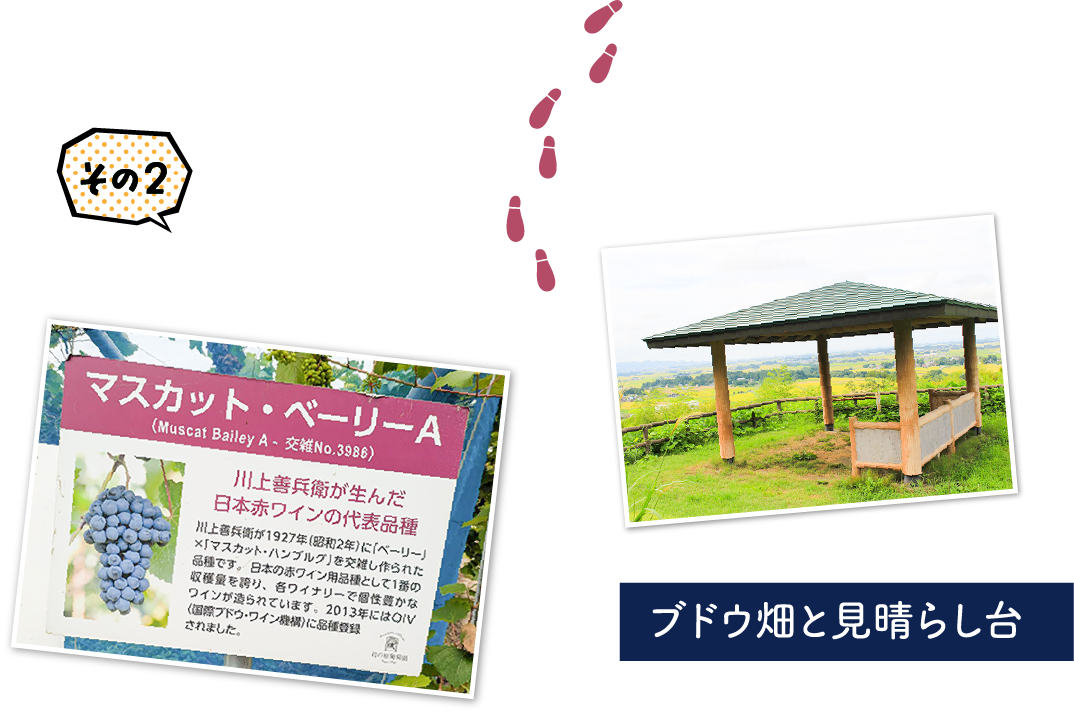 ブドウ畑と見晴らし台