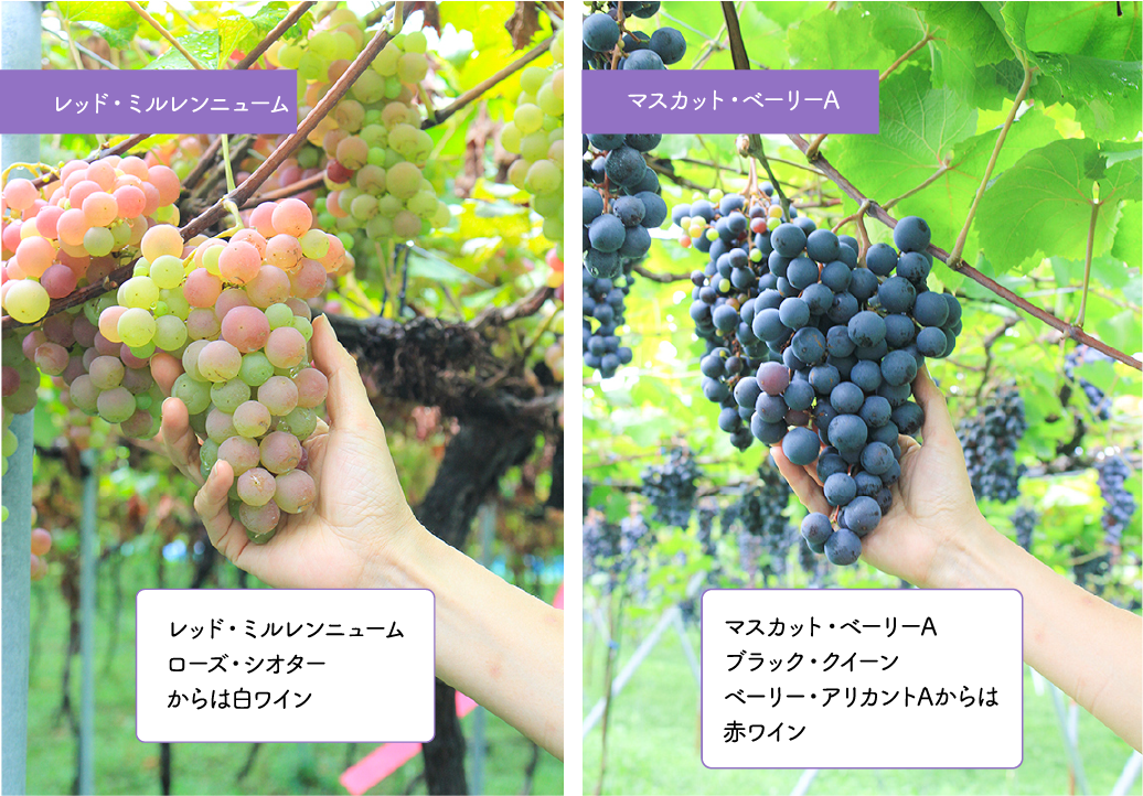 ブドウ畑と見晴らし台