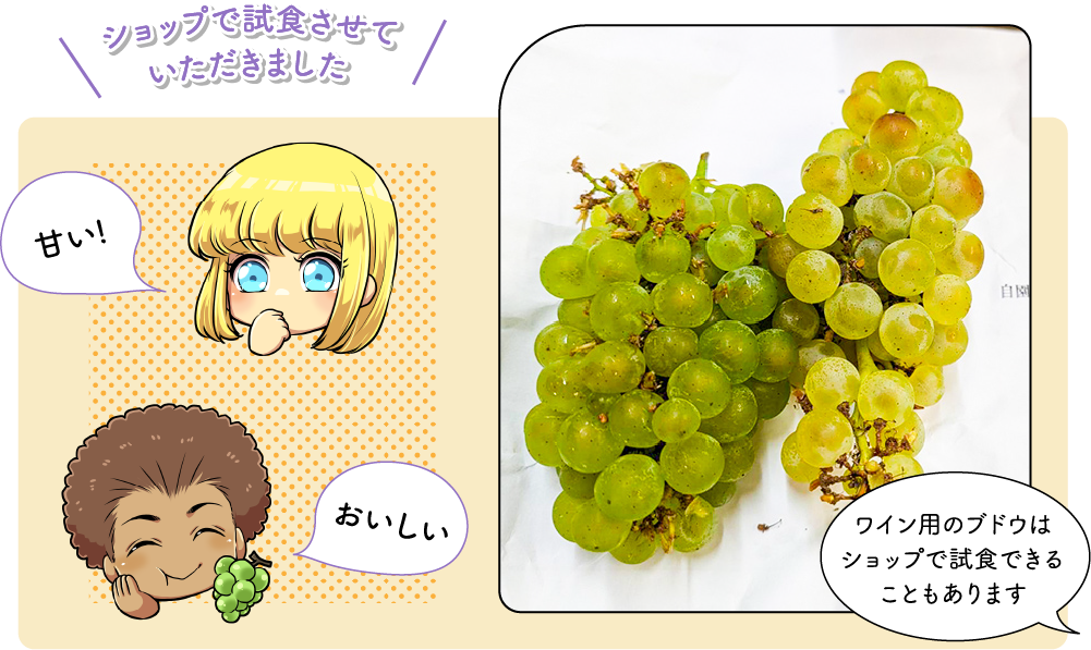 ブドウ畑と見晴らし台