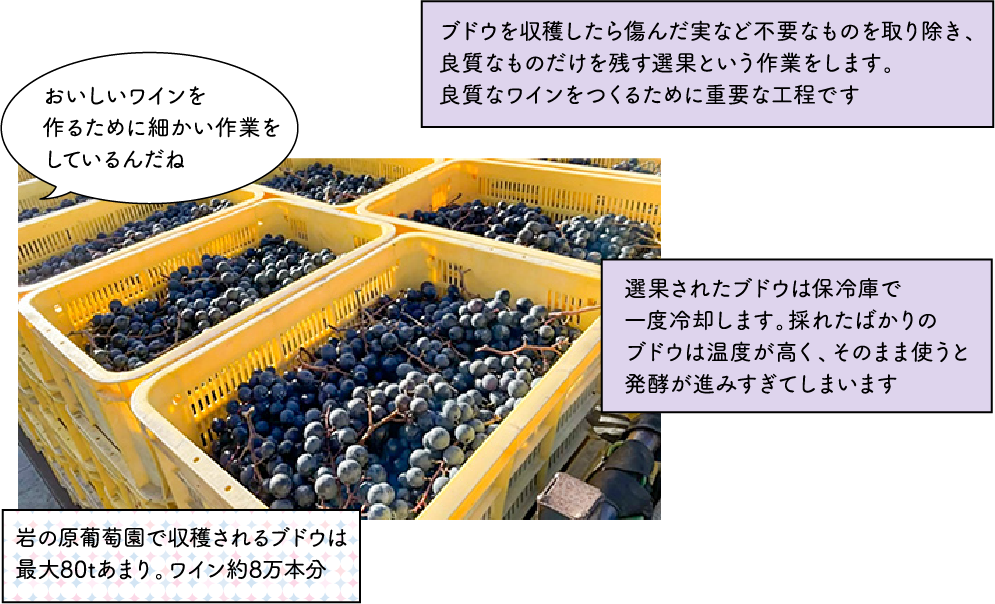 ブドウ畑と見晴らし台