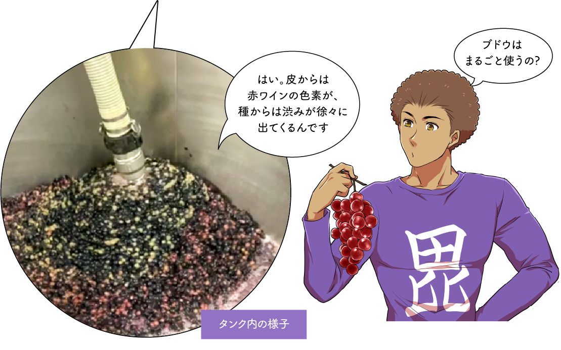 ワイン造りの過程