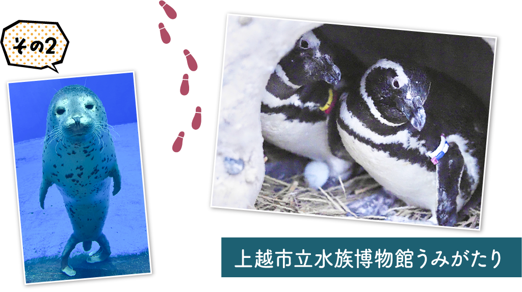 上越市立水族博物館 うみがたり