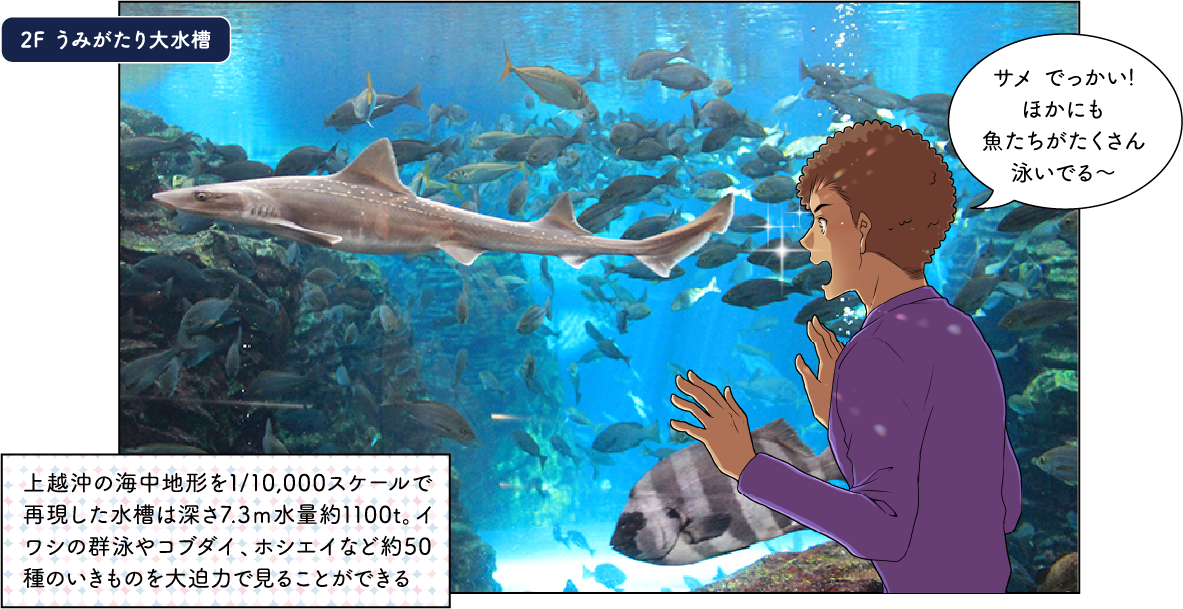 上越市立水族博物館 うみがたり