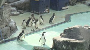 ペンギン