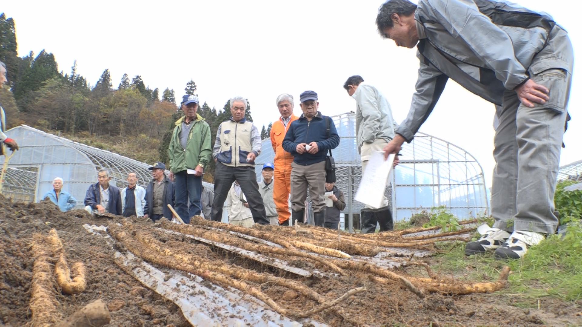 “自然薯ためし堀り”出来は平年並み