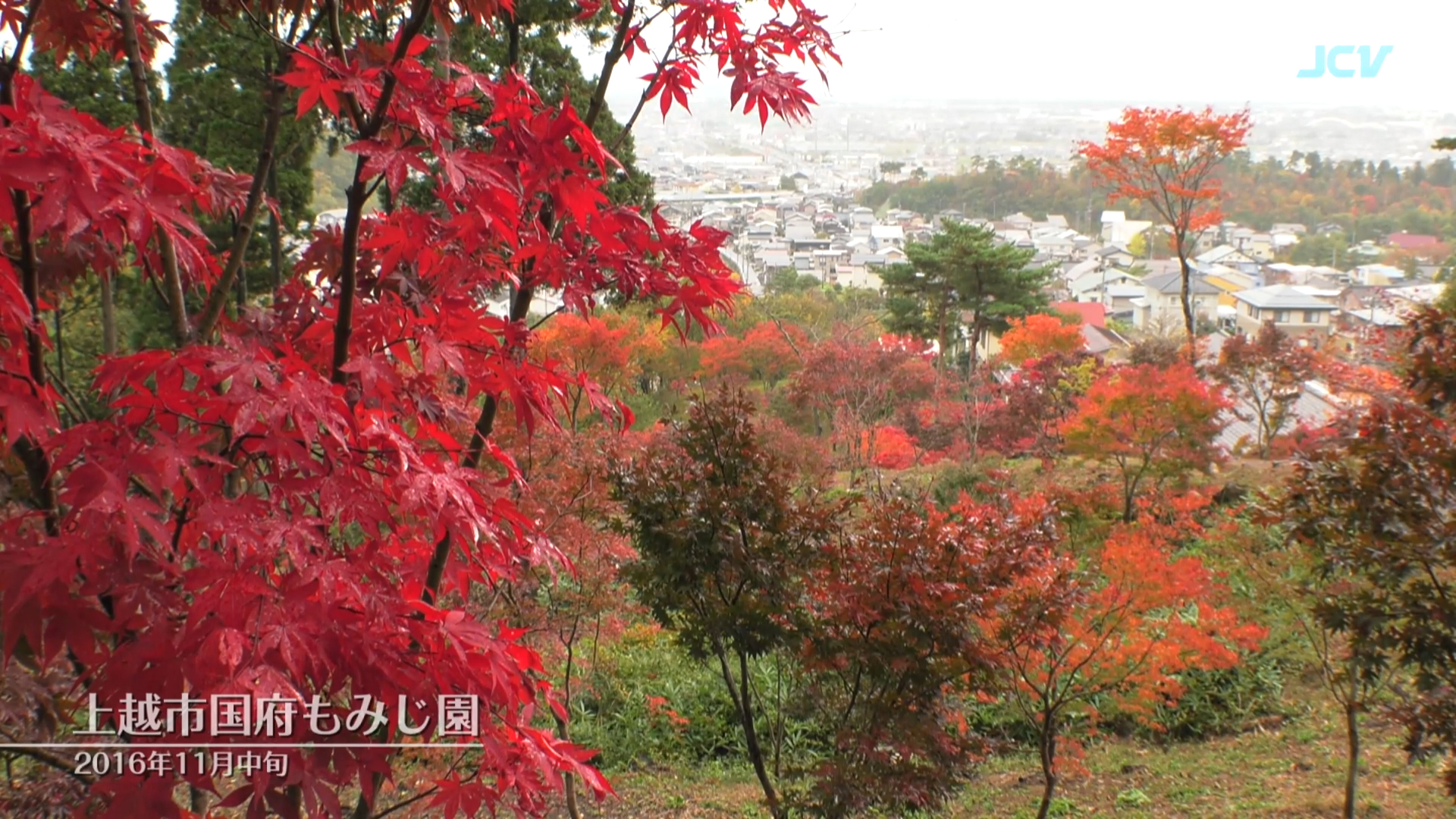 上越市国府もみじ園　