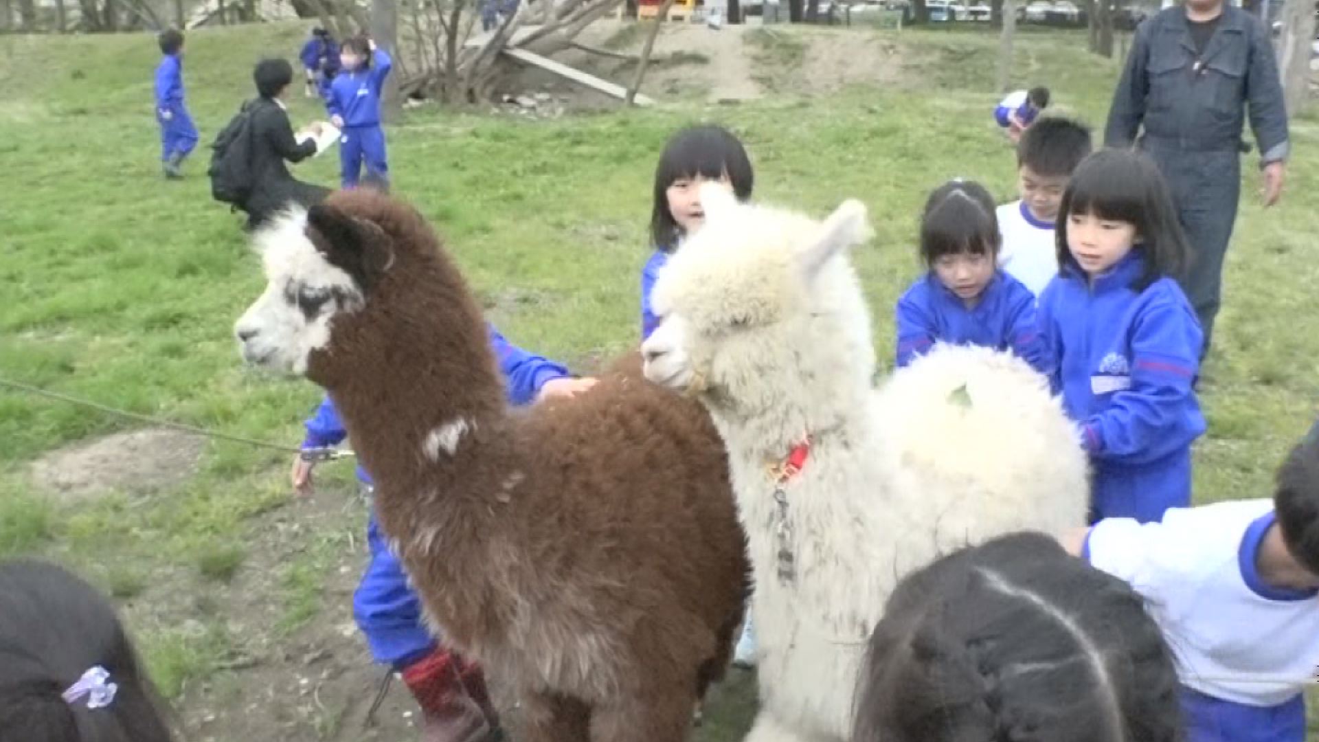 【動画】 附属小１年生 アルパカとお散歩