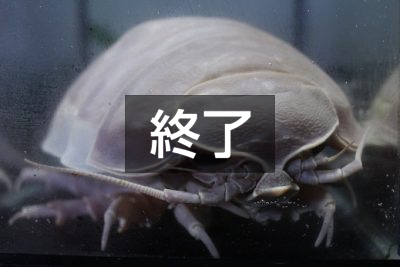 帰ってきた“ダイオウグソクムシ”常設展示!