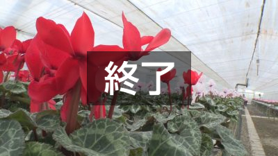 好評につき 第２回シクラメン即売会開催