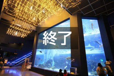 3日間限定　水族館でマリンクリスマスナイト！