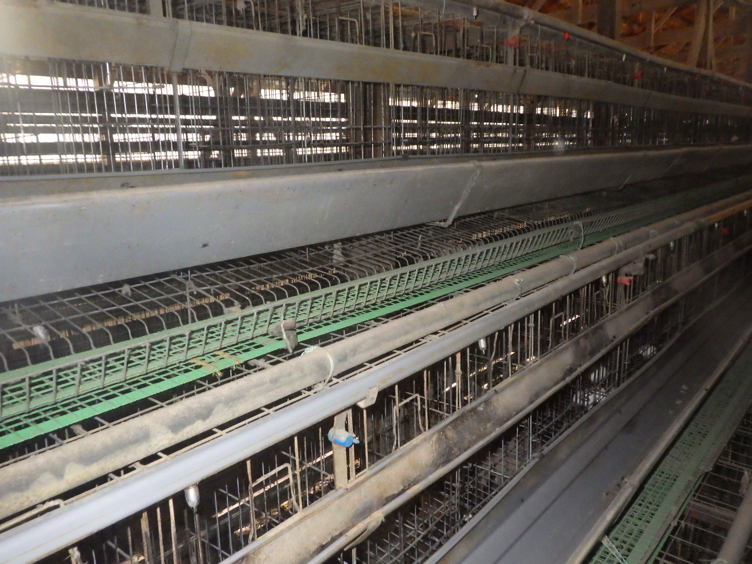 上越市の養鶏場　すべての作業終了