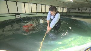養殖の様子