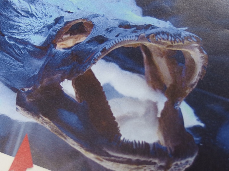 魚ぎょ！「頭ガイ骨」展示　