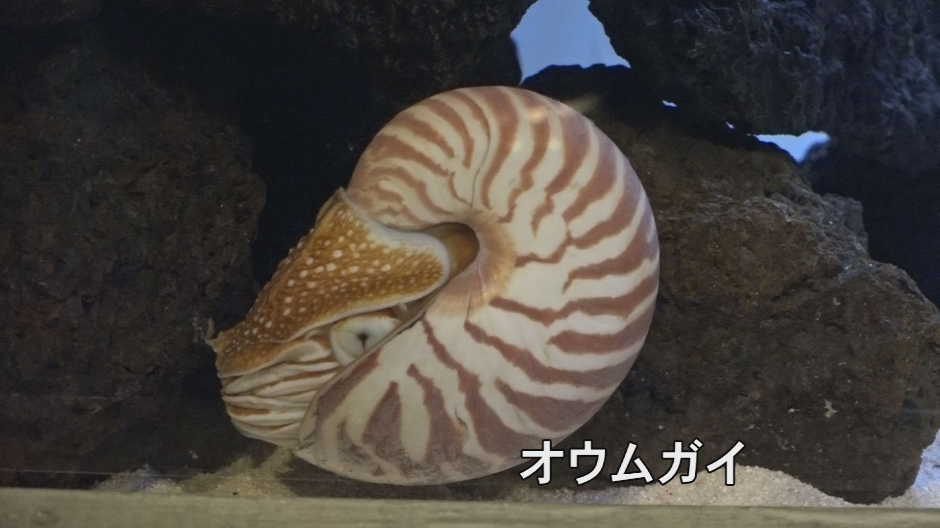 “生きた化石”　オウムガイ展示