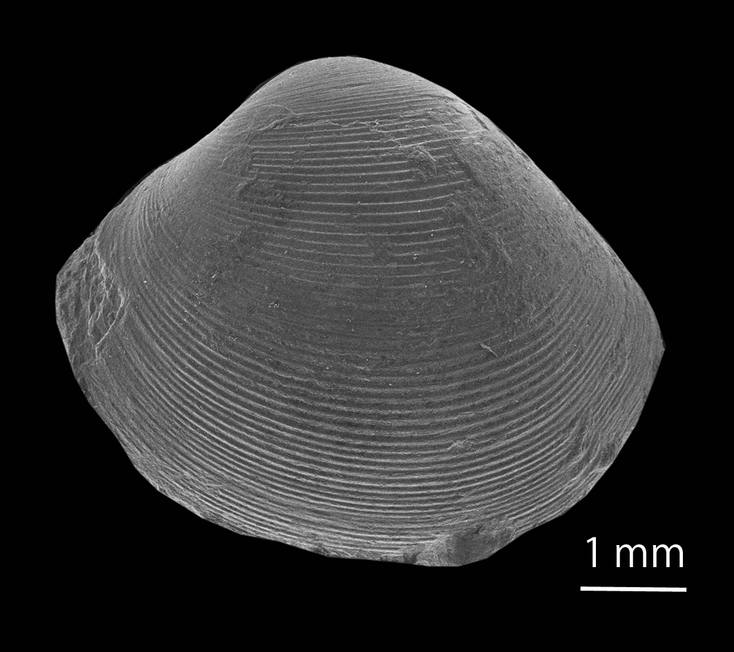 恐竜絶滅後も生きのびた二枚貝の化石発見