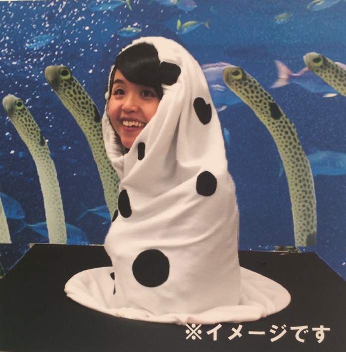 チンアナゴ