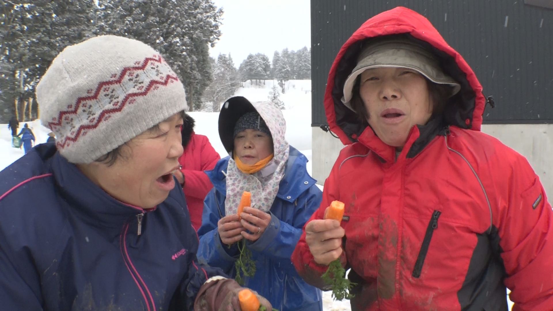 あま～い！　雪下ニンジン収穫体験