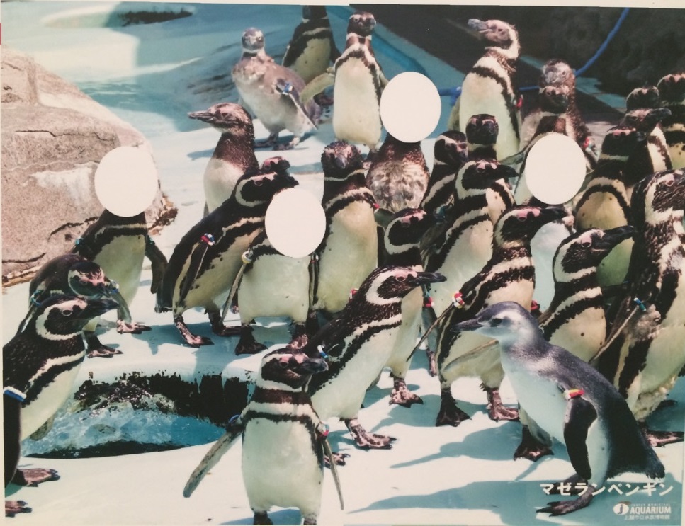 ペンギン