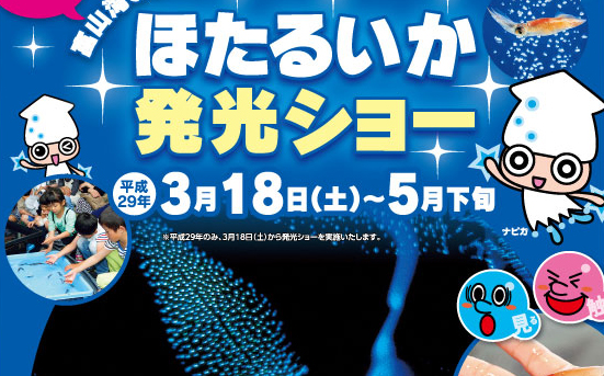 富山湾の神秘  ほたるいか発光ショー