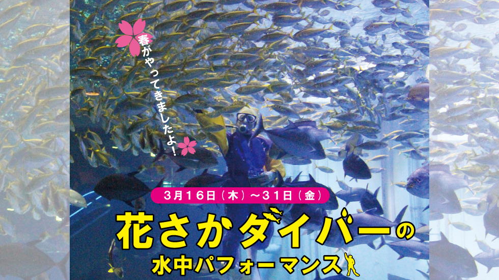 春を告げる水中花さかダイバー登場！