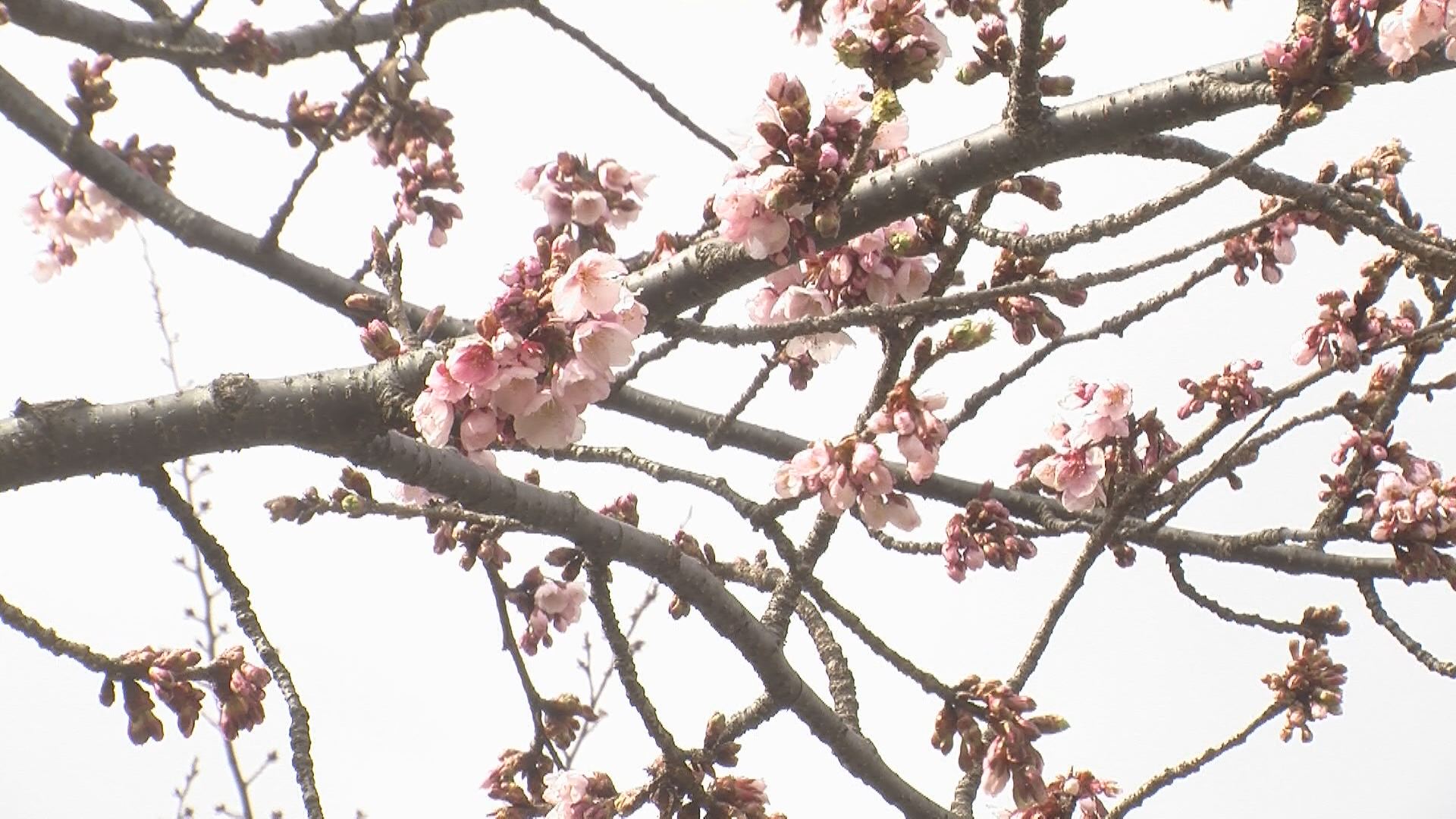 170315_観桜会準備3