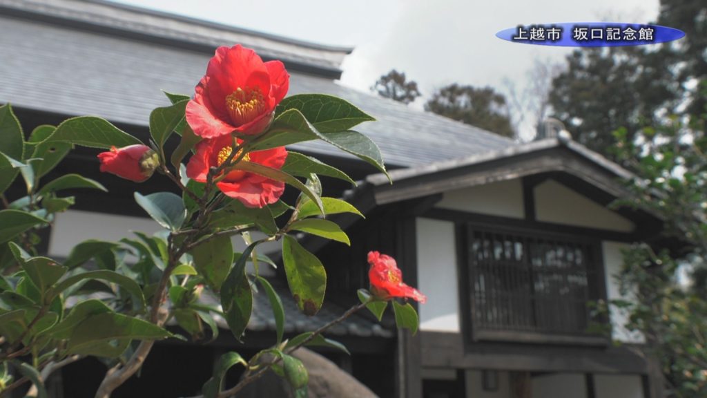 ゆきつばき坂口記念館00000001