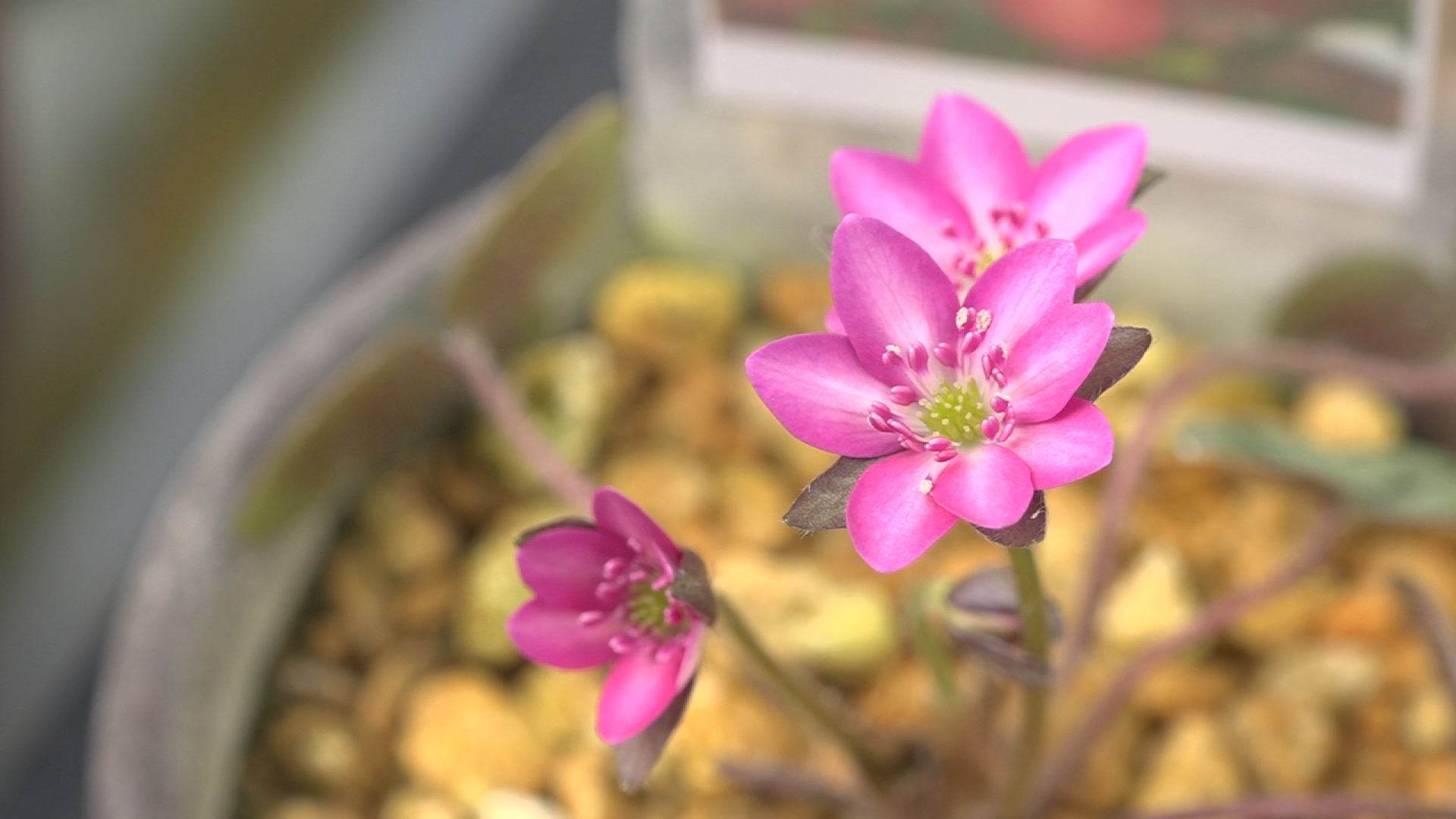 “雪割り草”見ごろ 5日に即売会