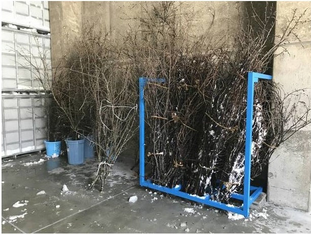 上越JCが折れた桜の枝活用「桜茶屋」オープンへ