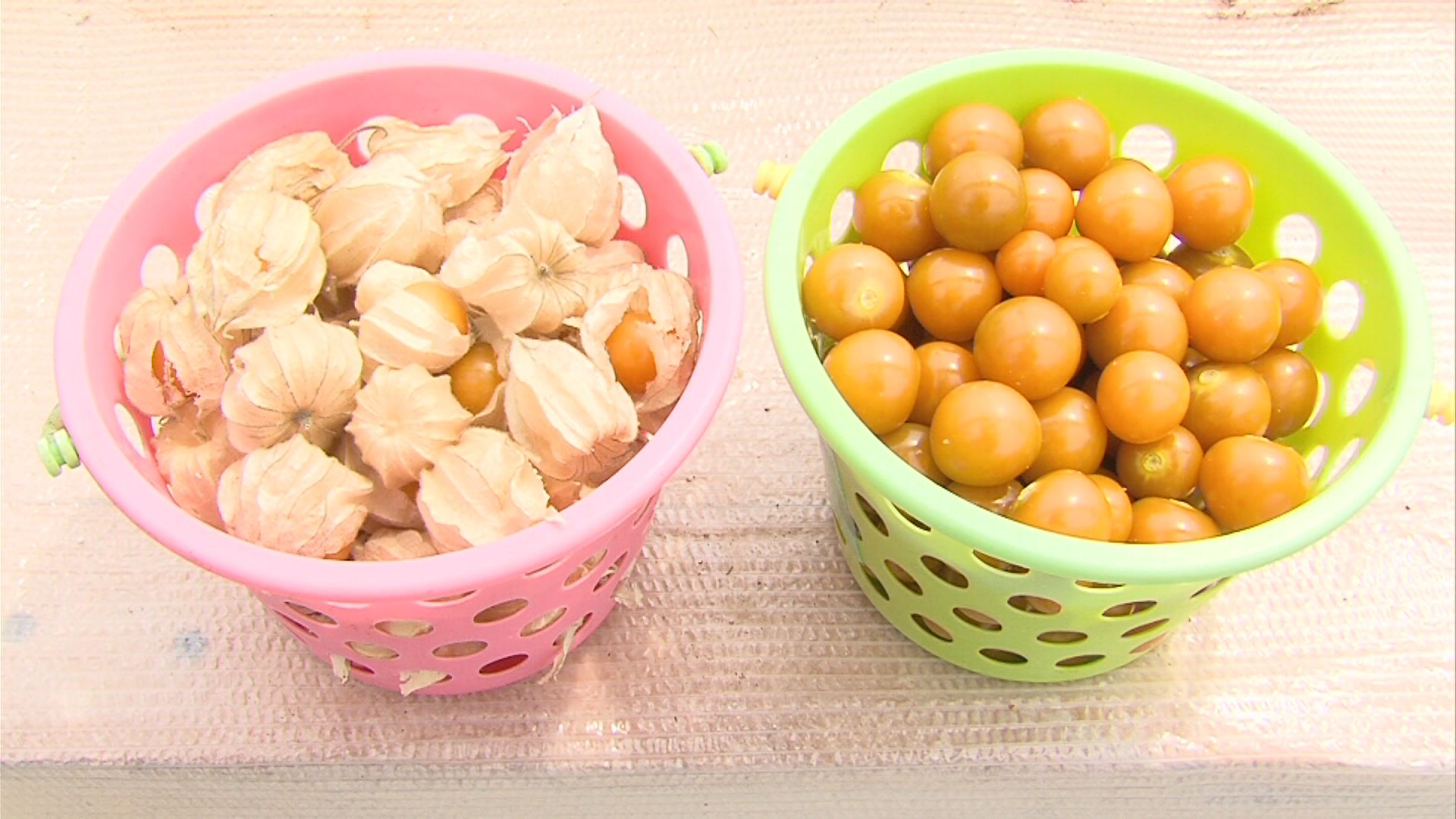 甘酸っぱくてジューシー！　食用ホオズキ収穫