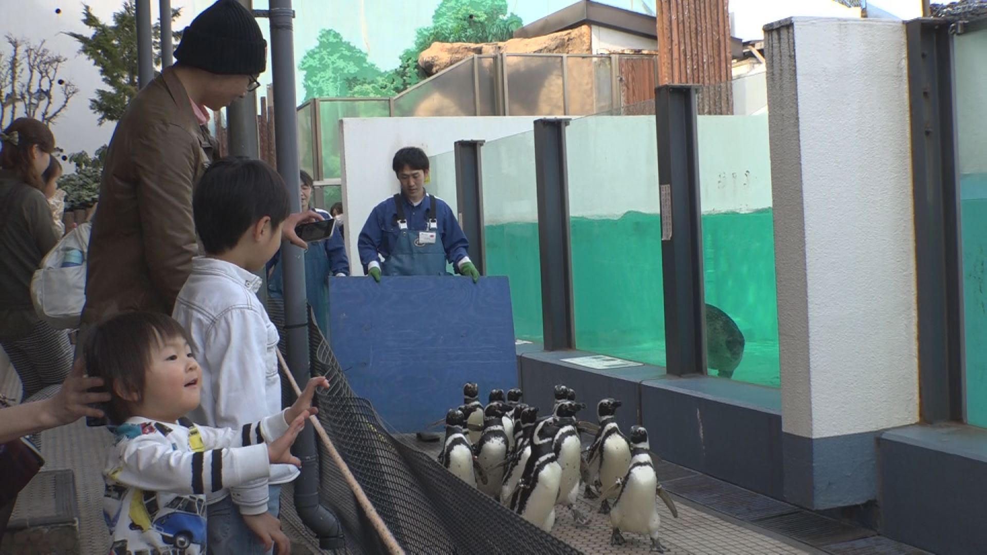 170405_マゼランペンギン引越し2
