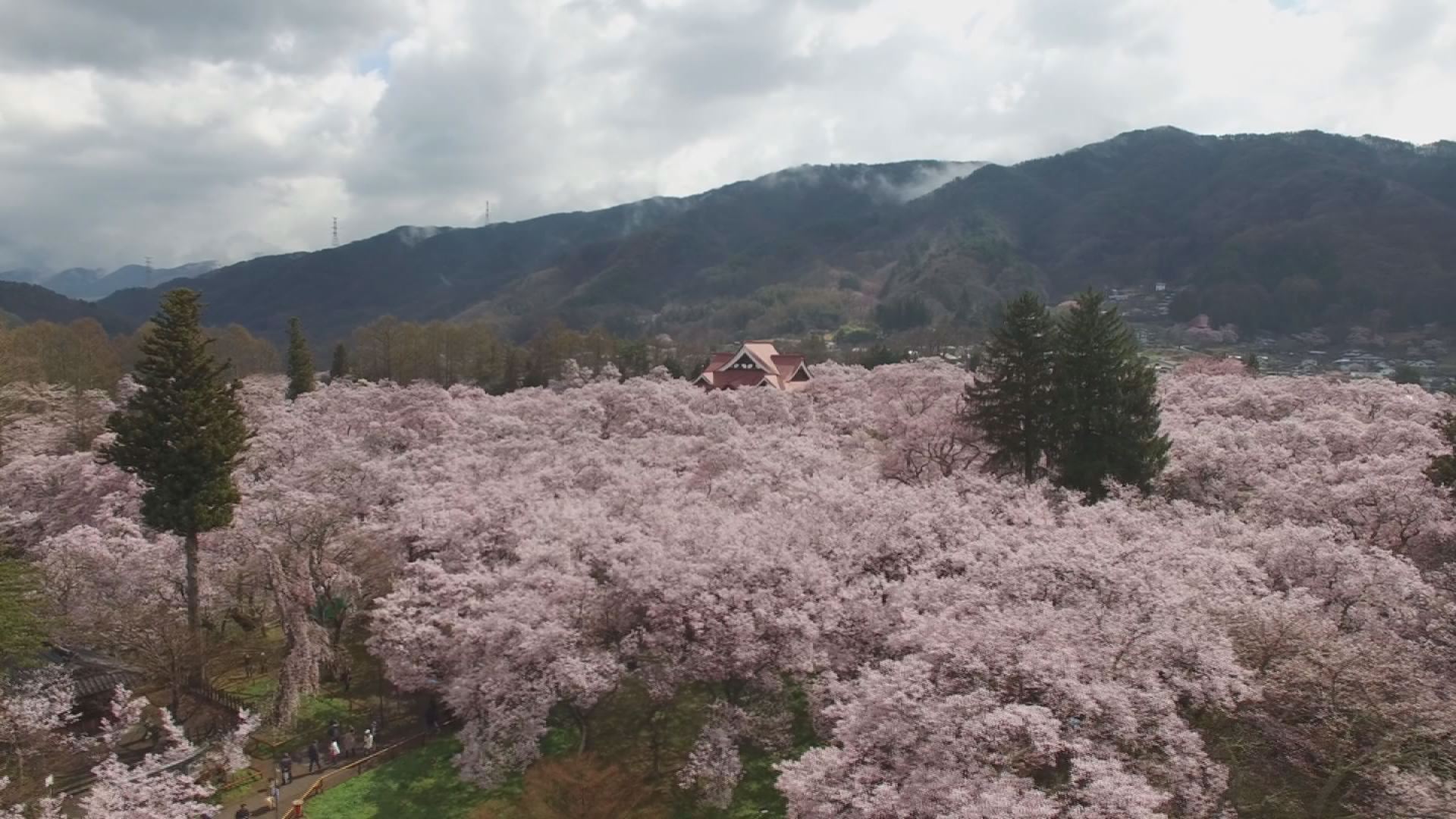 おとなり長野から満開の便り！