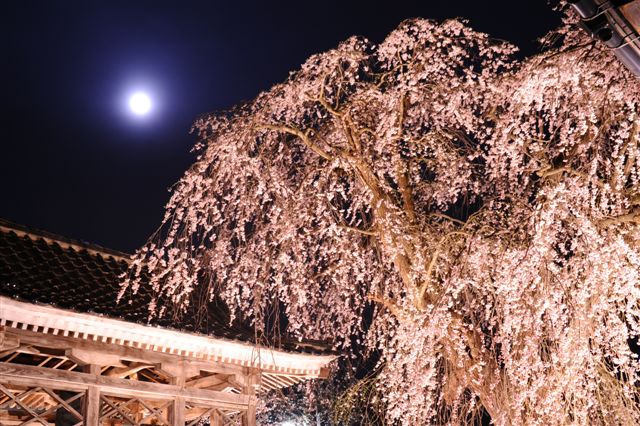 樹齢400年の枝垂桜  9日からライトアップ！