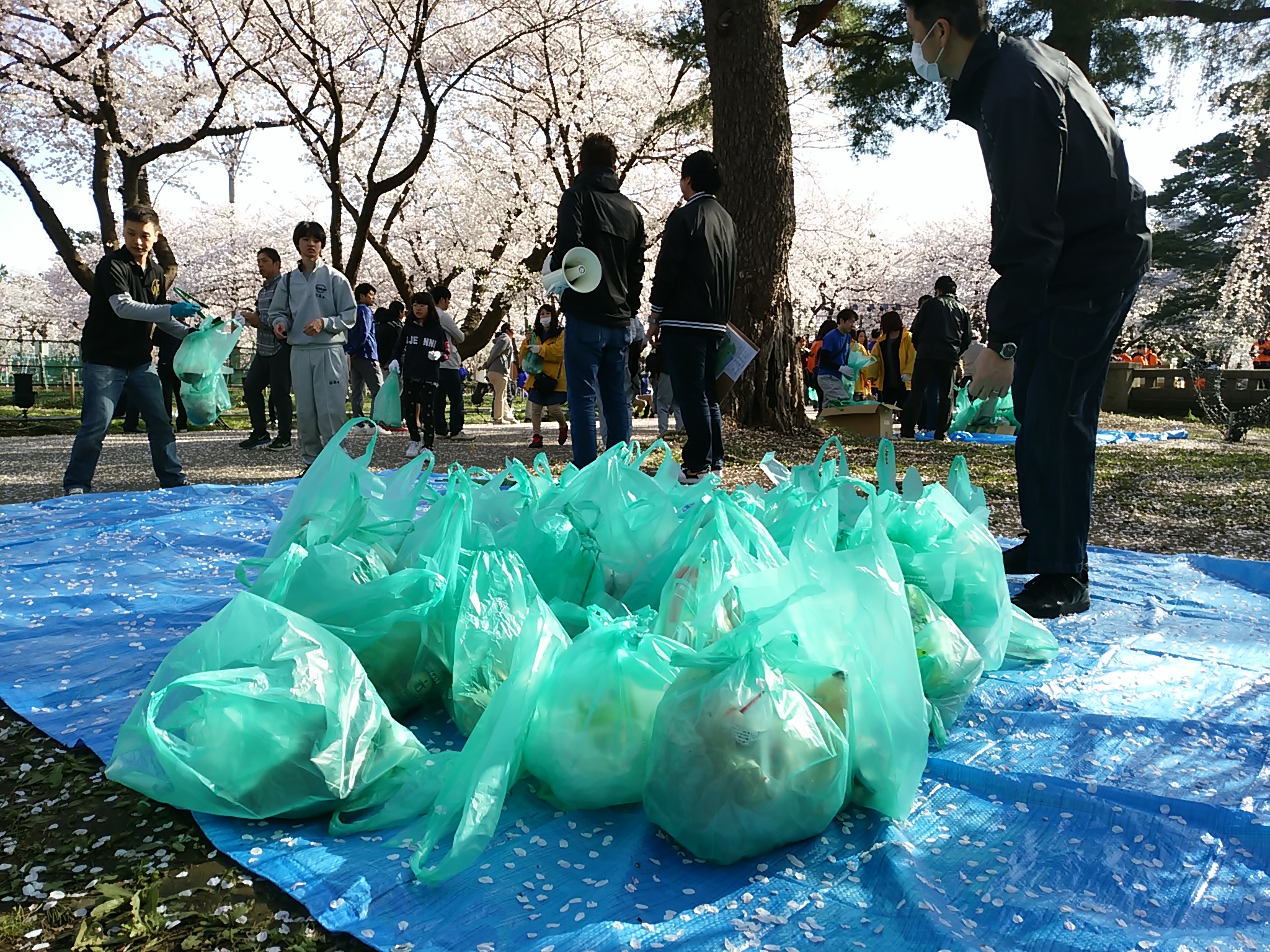 “サクラに感謝”250人がクリーンナップ！