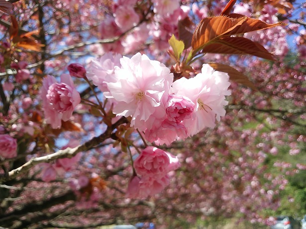五智公園  八重桜3分咲き  見頃はGW前半
