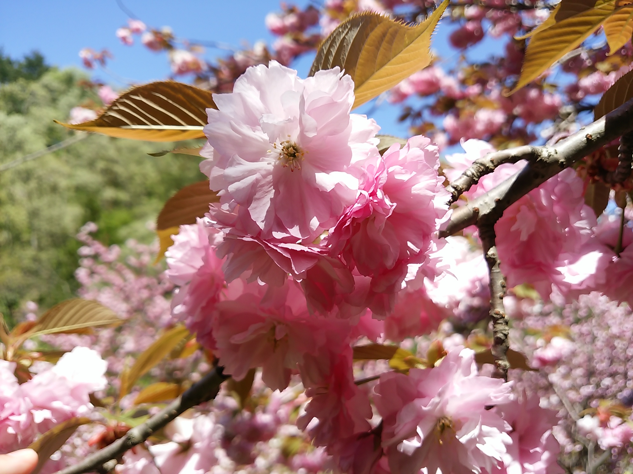 五智の八重桜“満開” 週末はお花見日和