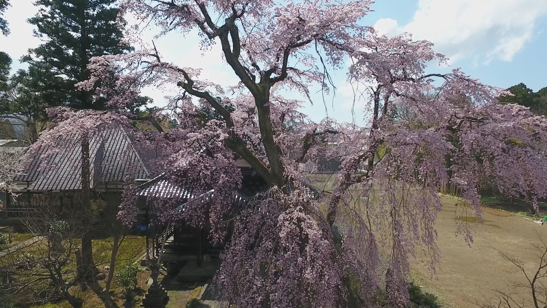 【動画】高田寺町の名桜　日朝寺のしだれ桜