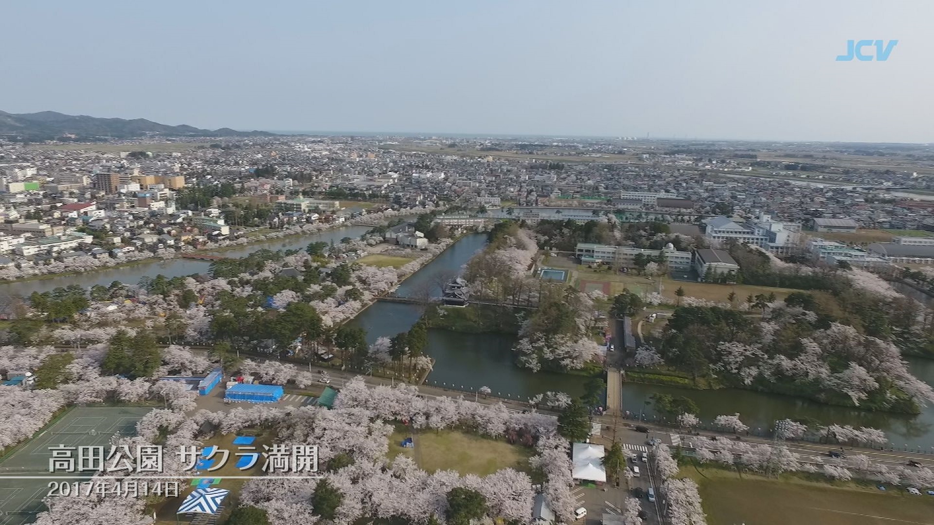 【空撮】14日 満開の高田公園