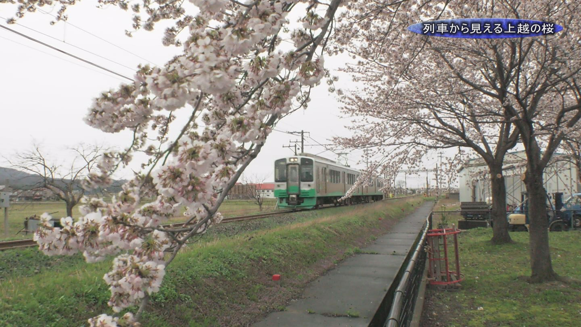 【動画】列車からお花見　沿線の桜並木
